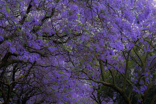 Jaccaranda en fleurs.