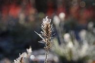 De bevroren bloem van Lucas van Gemert thumbnail