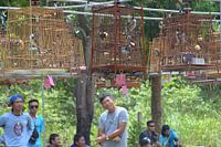 Songbird competition Thailand