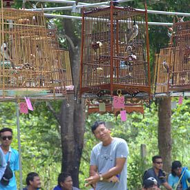 Zangvogelwedstrijd Thailand van Jeroen Niemeijer