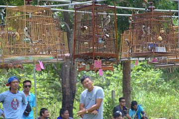 Zangvogelwedstrijd Thailand van Jeroen Niemeijer