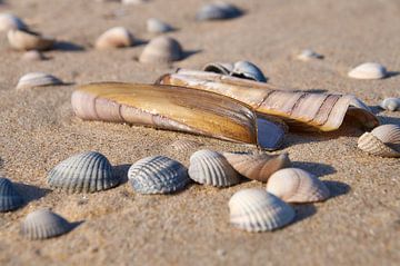 Ensis en kokkel schelpen op het strand van Ad Jekel
