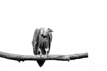 the vulture by SuparDisign