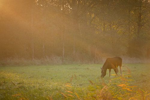 eland bij zonsopkomst