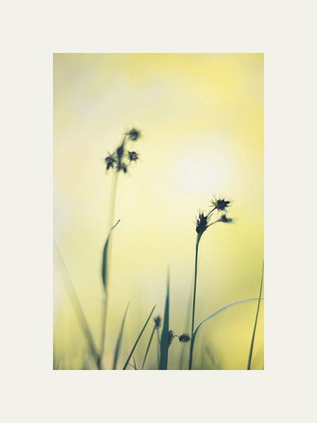 Yellow is a favourite colour by @Unique