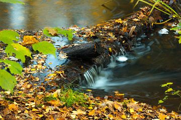 Autumn in the Waterloop forest by Martien Hoogebeen Fotografie