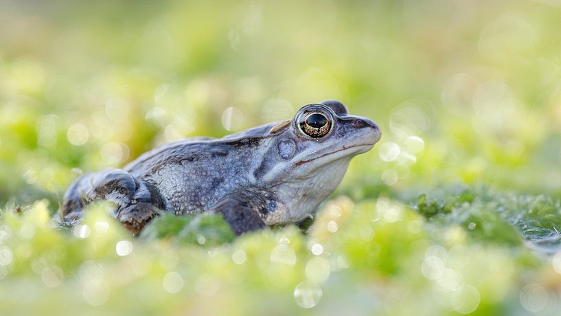Blauwe heikikker in het mos by Elles Rijsdijk