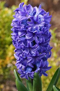 Gartenhyazinthe (Hyacinthus orientalis)