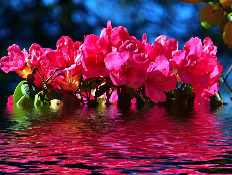 Rhododendron-reflectie van Edgar Schermaul