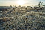 Kudde konik-paarden in winterland van Fokko Erhart thumbnail