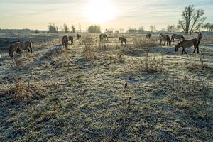 Kudde konik-paarden in winterland van Fokko Erhart
