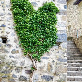 A heart for ivy by Manfred Schmierl