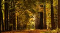 Herfst bos van Bram van Broekhoven thumbnail