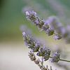 Lavandula by Marjolein Hermans