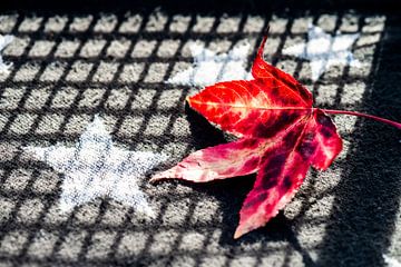 Maple leaf by Adriaan Westra