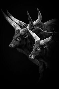 Watusian-Rinder mit großen Hörnern in Schwarz-Weiß