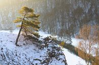 Sneeuw op de Schwäbische Alb bij zonsopgang met rivier in het dal. Klein Lauterdal van Daniel Pahmeier thumbnail