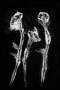 Witte bloemen in retrostijl. Moderne botanische minimalistische kunst in zwart en wit. van Dina Dankers