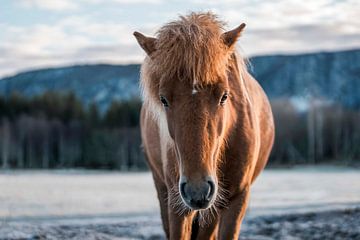 Paard Portret Tegen Bevroren Berglandschap in Zacht Licht van Femke Ketelaar