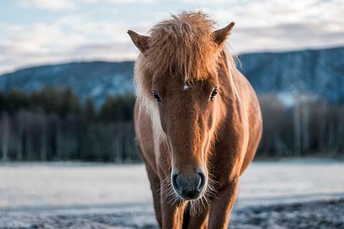Paard Portret Tegen Bevroren Berglandschap in Zacht Licht