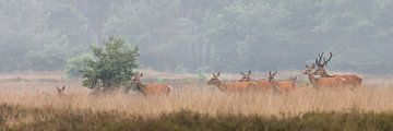 Edelherten op de heide bij Uddel, Veluwe van Evert Jan Kip