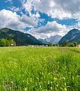 Weiland vol met alpenbloemen, Valbruna, Udine, Italië van Rene van der Meer thumbnail