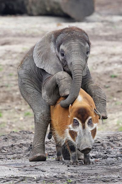 Impossible love by Edwin Butter