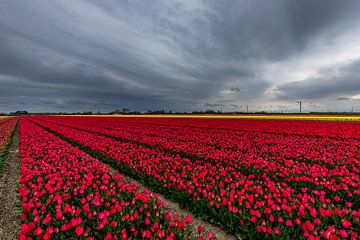 dreigende lucht boven rood tulpen veld van peterheinspictures