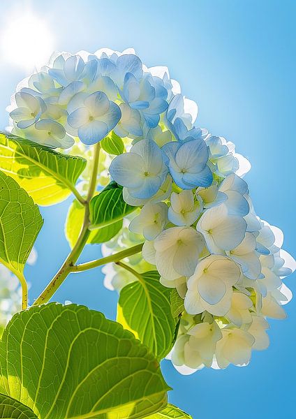 Sunny hydrangea by Liv ter Riet