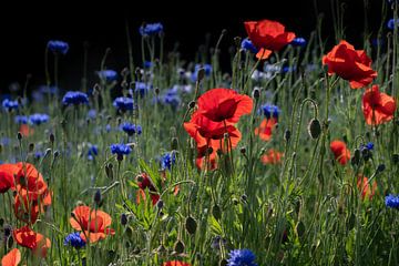 red poppies and blue cornflowers in landscape format by Ulrike Leone