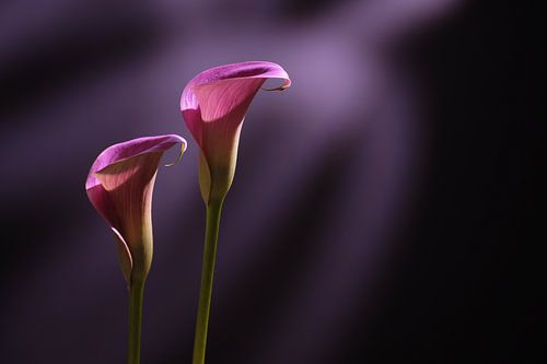 La beauté sensuelle