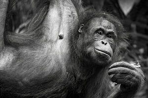 Blikken van Borneo - Orang-oetan Overpeinzingen van Femke Ketelaar