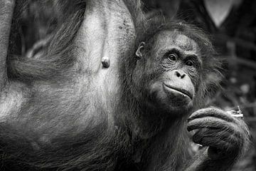 Tins of Borneo - Orang-utan Reflections by Femke Ketelaar