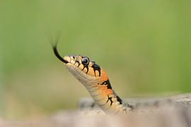 Ringslang met uitgestoken tong by Frank Heinen