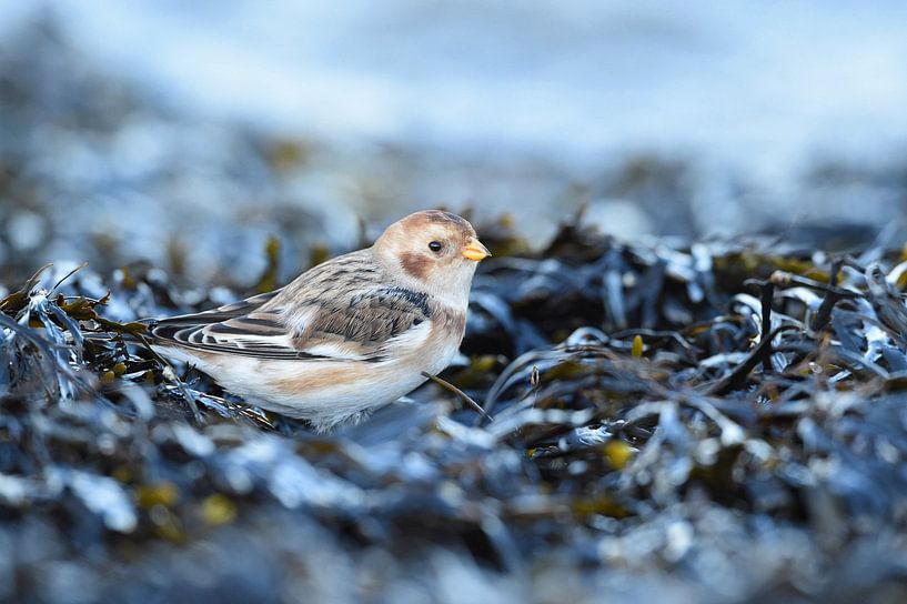 Snow bunting in seaweed by Ruurd Jelle Van der leij