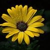Yellow Cape Marguerite by Christina Groth-Biswas
