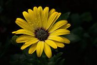 Yellow Cape Marguerite