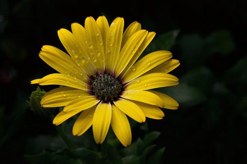 Yellow Cape Marguerite by Christina Groth-Biswas