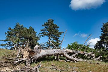 landschap dode boom van Ivanka van Gils-Hafakker