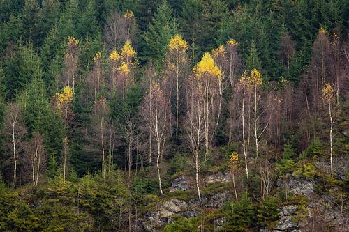 herfst in de eifel