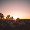 Sonnenaufgang in der Kroondomein | Veluwe, Niederlande von Wandeldingen