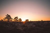 Sunrise in the Kroondomein | Veluwe, Netherlands