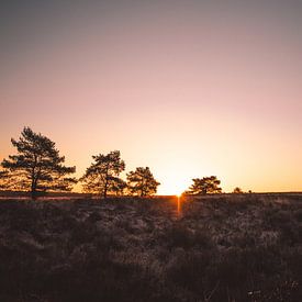 Sonnenaufgang in der Kroondomein | Veluwe, Niederlande von Wandeldingen