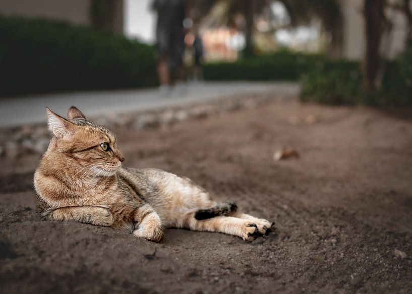 Chat de rue par K. Engelhardt Photography