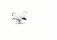 Flamingo in zwart wit