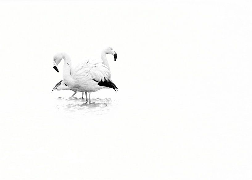 Flamingo in zwart wit van Incanto Images