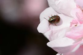 beautiful beetle on rose by carla verhulst