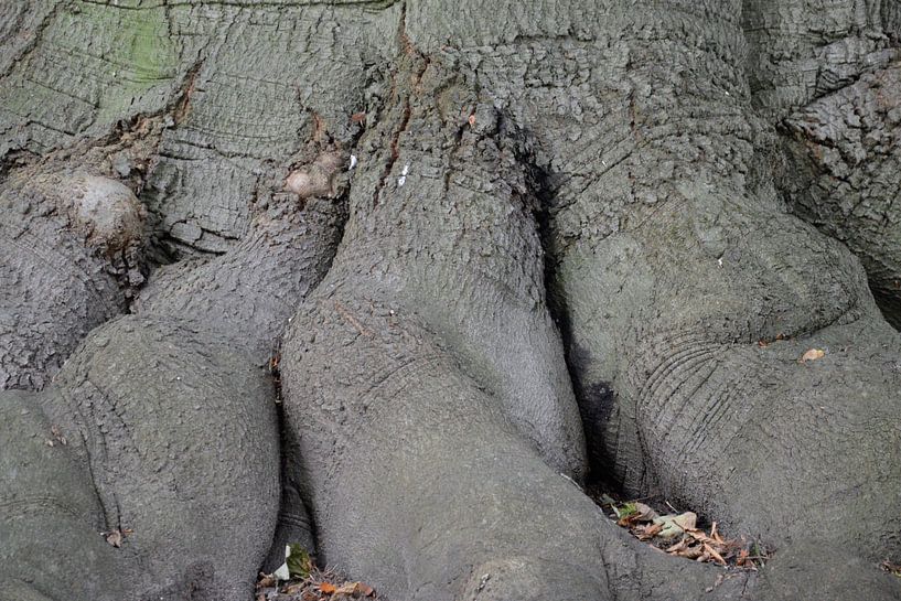 Stump by Jeroen van den Berg