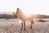 Zebra im Gegenlicht in Namibia by Poster Art Shop thumbnail