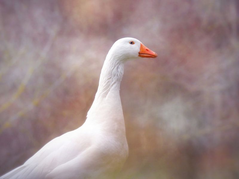 White duck by Maickel Dedeken